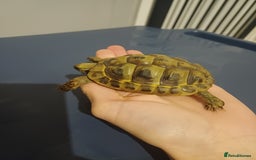 Hermann Tortoise reptiles for sale: Herman tortoise - Image 2