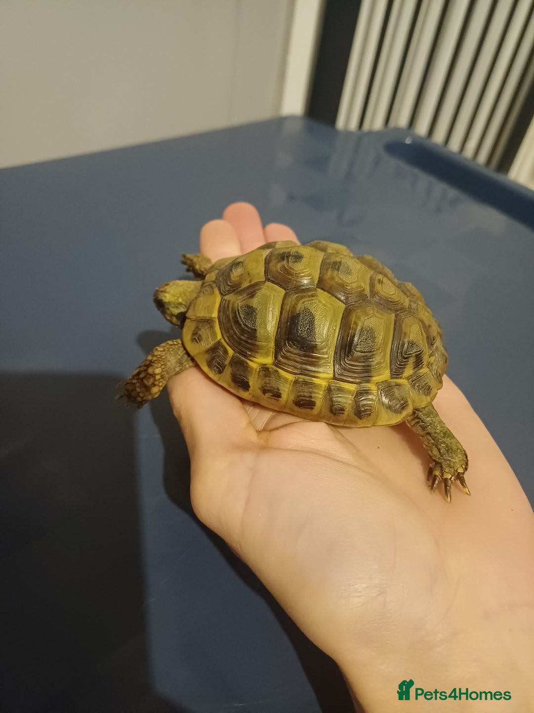 Hermann Tortoise reptiles for sale: Herman tortoise - Image 2