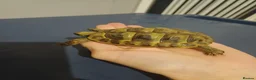Hermann Tortoise reptiles for sale: Herman tortoise - Advert 2