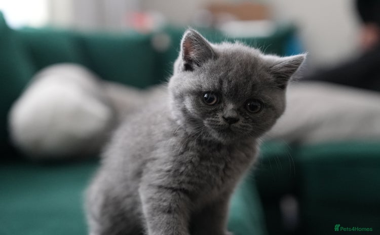 British Shorthair cats - Advert 3