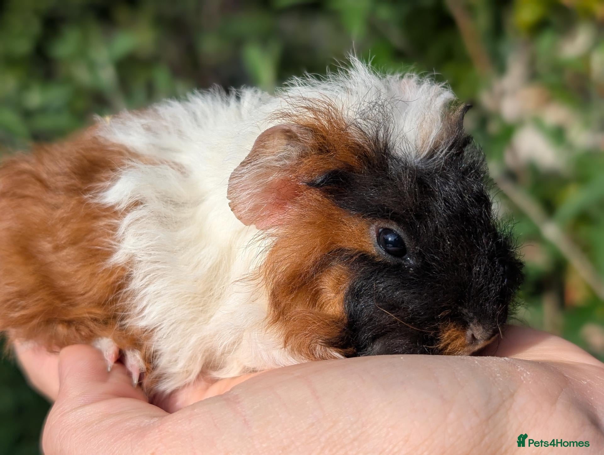 Guinea Pig rodents Beautiful guinea pig pups - Advert 9