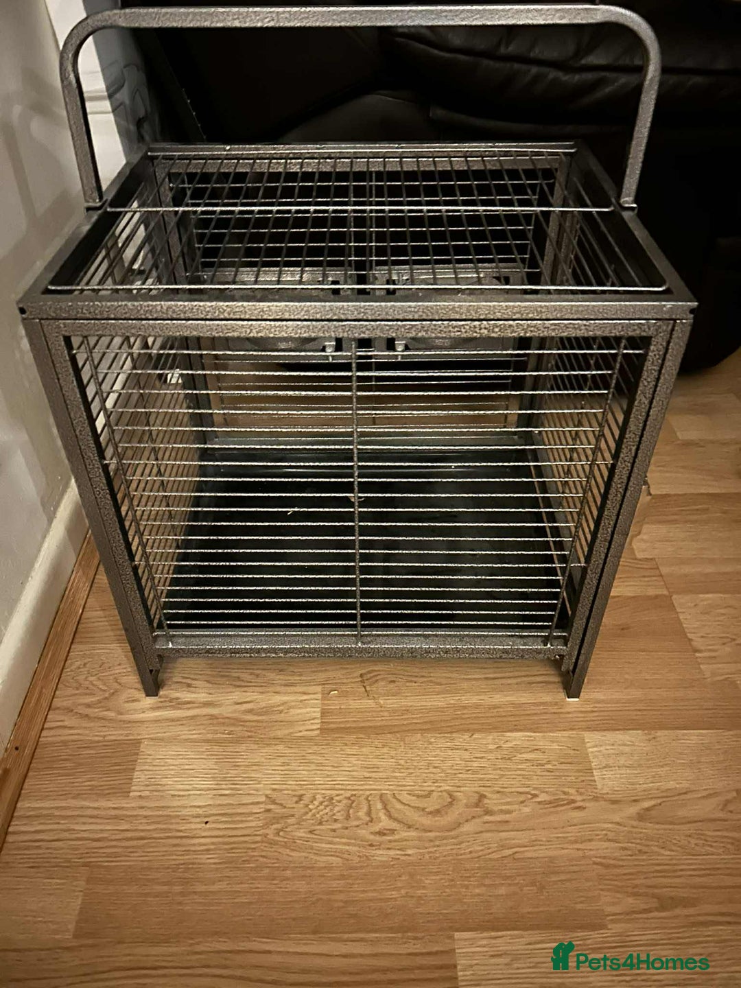 Parrots birds for sale: African grey  - Advert 5