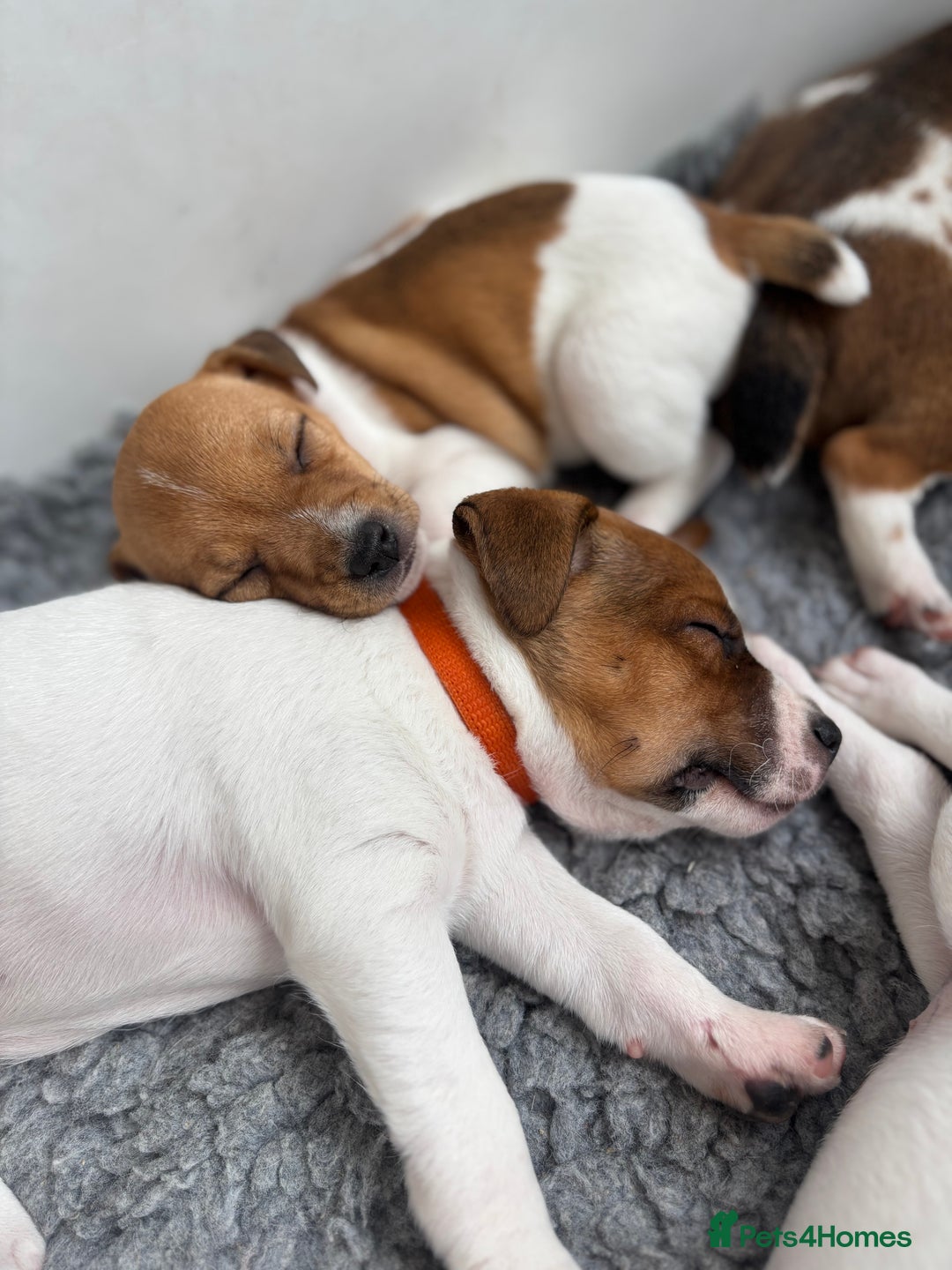 Jack Russell dogs for sale: Quality Jack Russell Puppies - Image 6