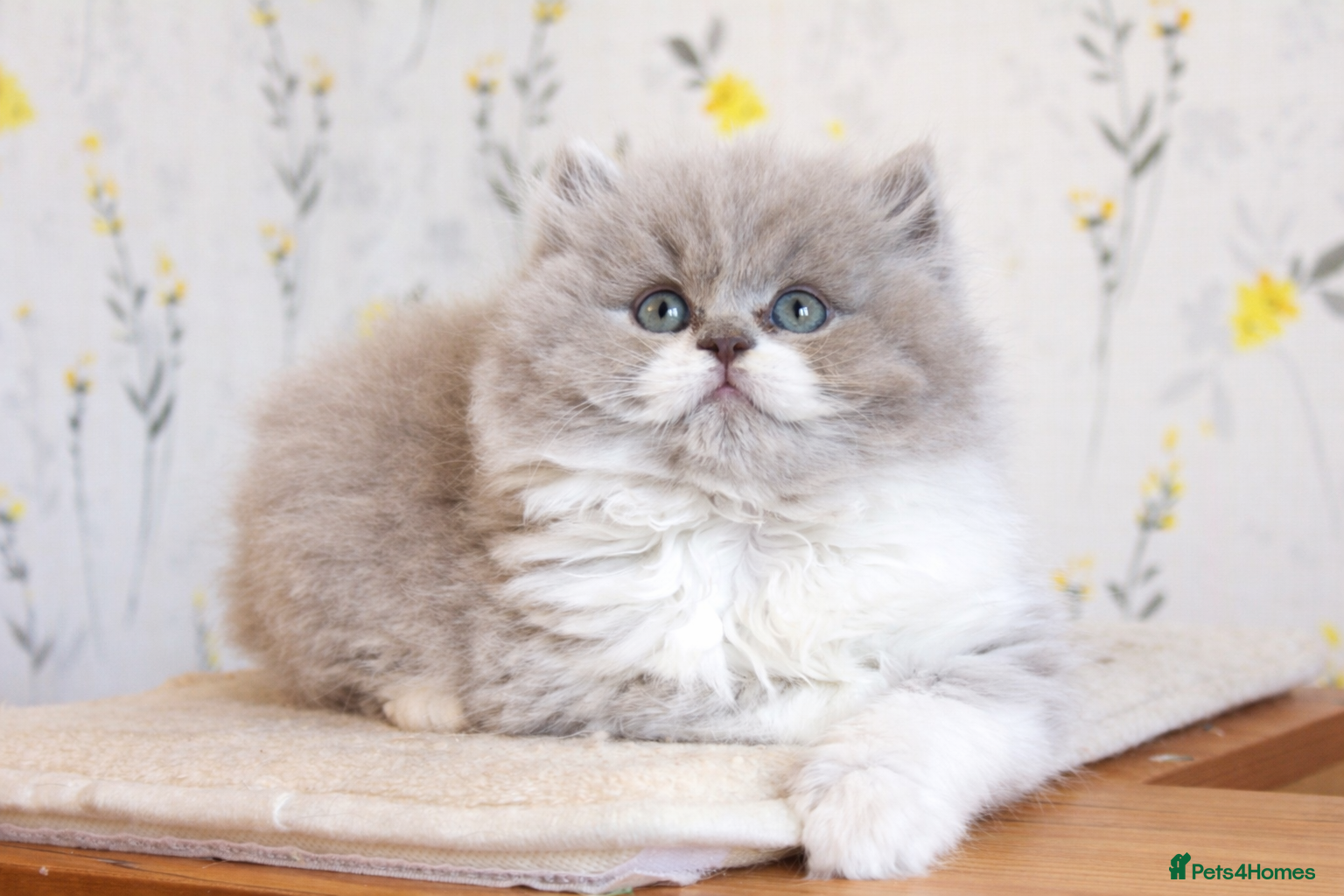 British Shorthair cats 🏆 GCCF British Shorthair/Longhair kittens 💫 - Advert 12