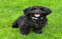 Mixed Breed dogs for sale: Cockapoo/Labradoodle Pups DUE Sept2025 - Image 1