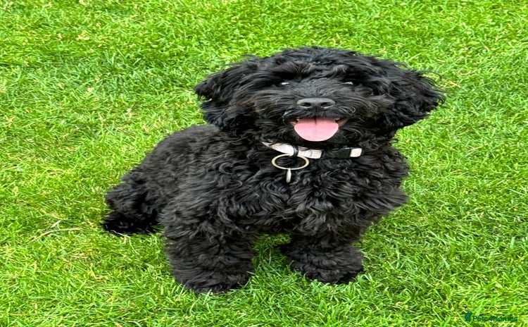 Mixed Breed dogs - Advert 2