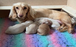 Miniature Dachshund dogs for sale: 🐾KC CREAM Long haired miniature dachshund  - Image 12