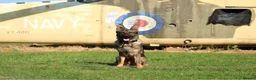 German Shepherd dogs for sale: Beautiful Trained Female German Shepherd  - Advert 1