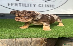 French Bulldog dogs for sale: Beautiful boys excellent quality - Image 1