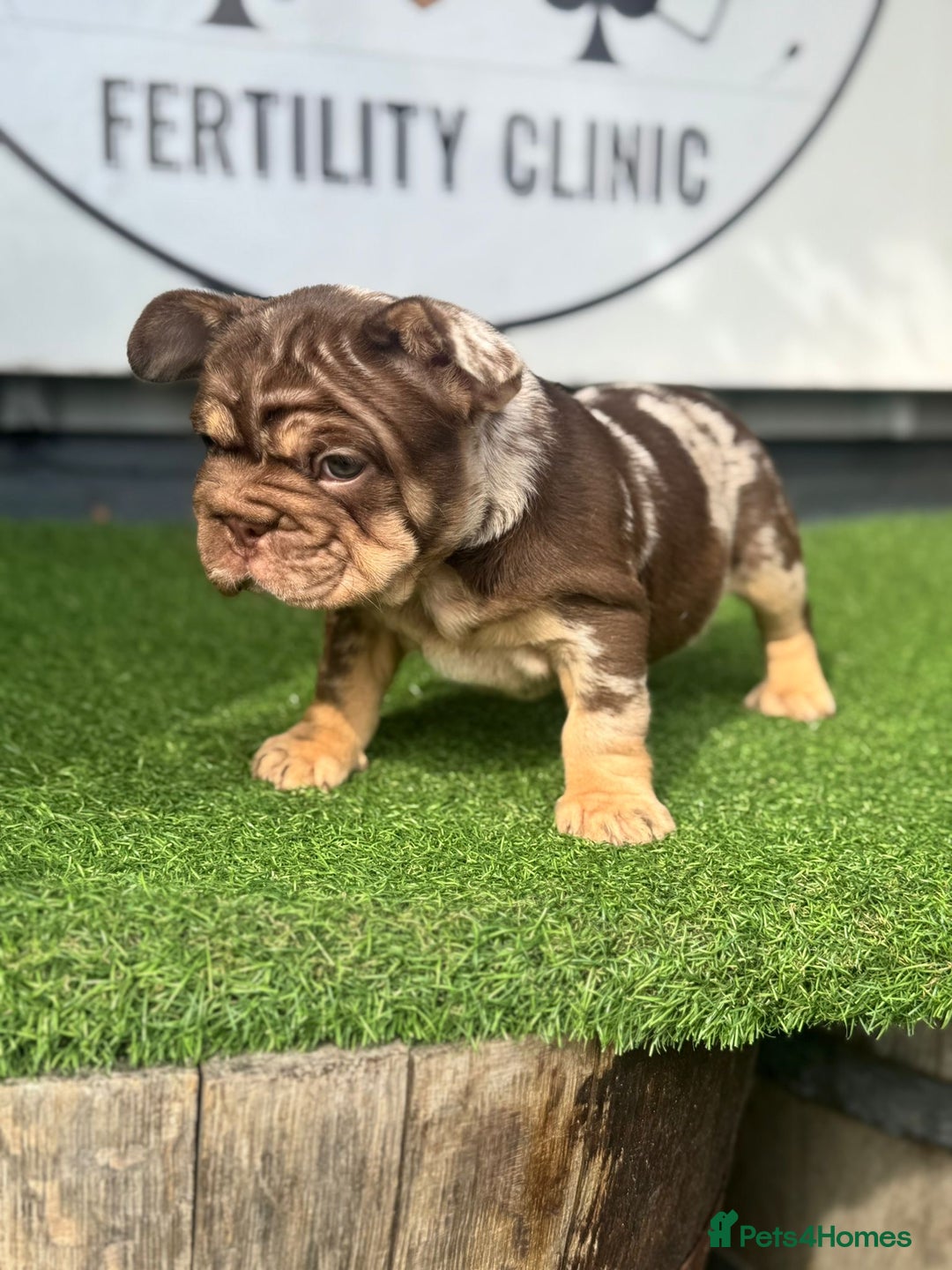 French Bulldog dogs for sale: Beautiful boys excellent quality - Image 1