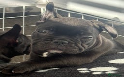 French Bulldog dogs for sale:  Adorable Frenchies Puppies Ready for them home - Image 12