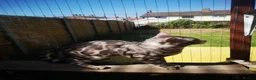 Bengal cats for stud: Bengal boy stud duties only - Advert 7