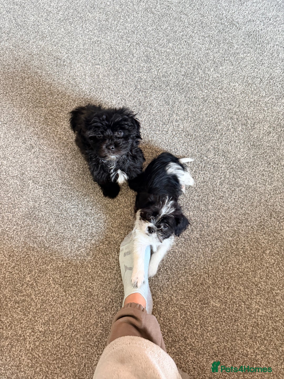 Zuchon dogs for sale: Shihzu x Bichion x Westie - Advert 5