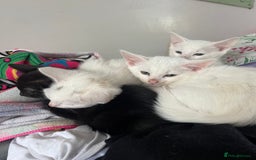 Mixed Breed cats for sale: Adorable kittens for new home  - Image 6