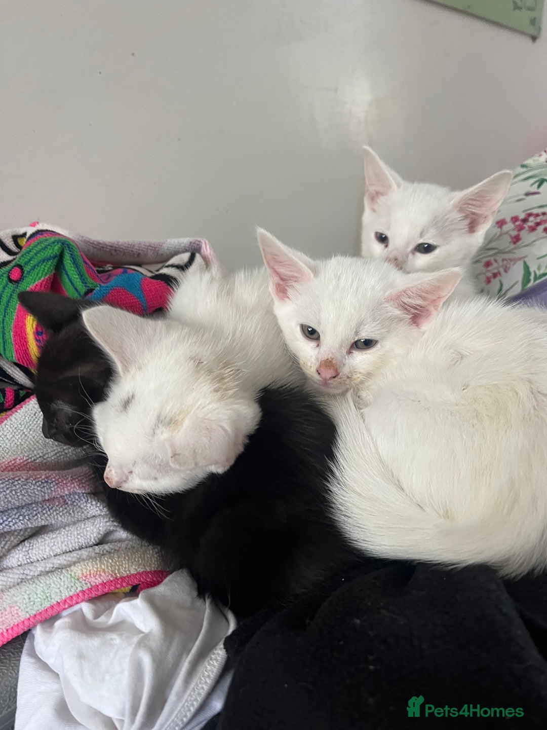 Mixed Breed cats for sale: Adorable kittens for new home  - Image 6