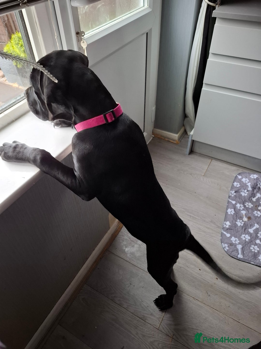 Cane Corso dogs for sale: Cane corso pups - Advert 7