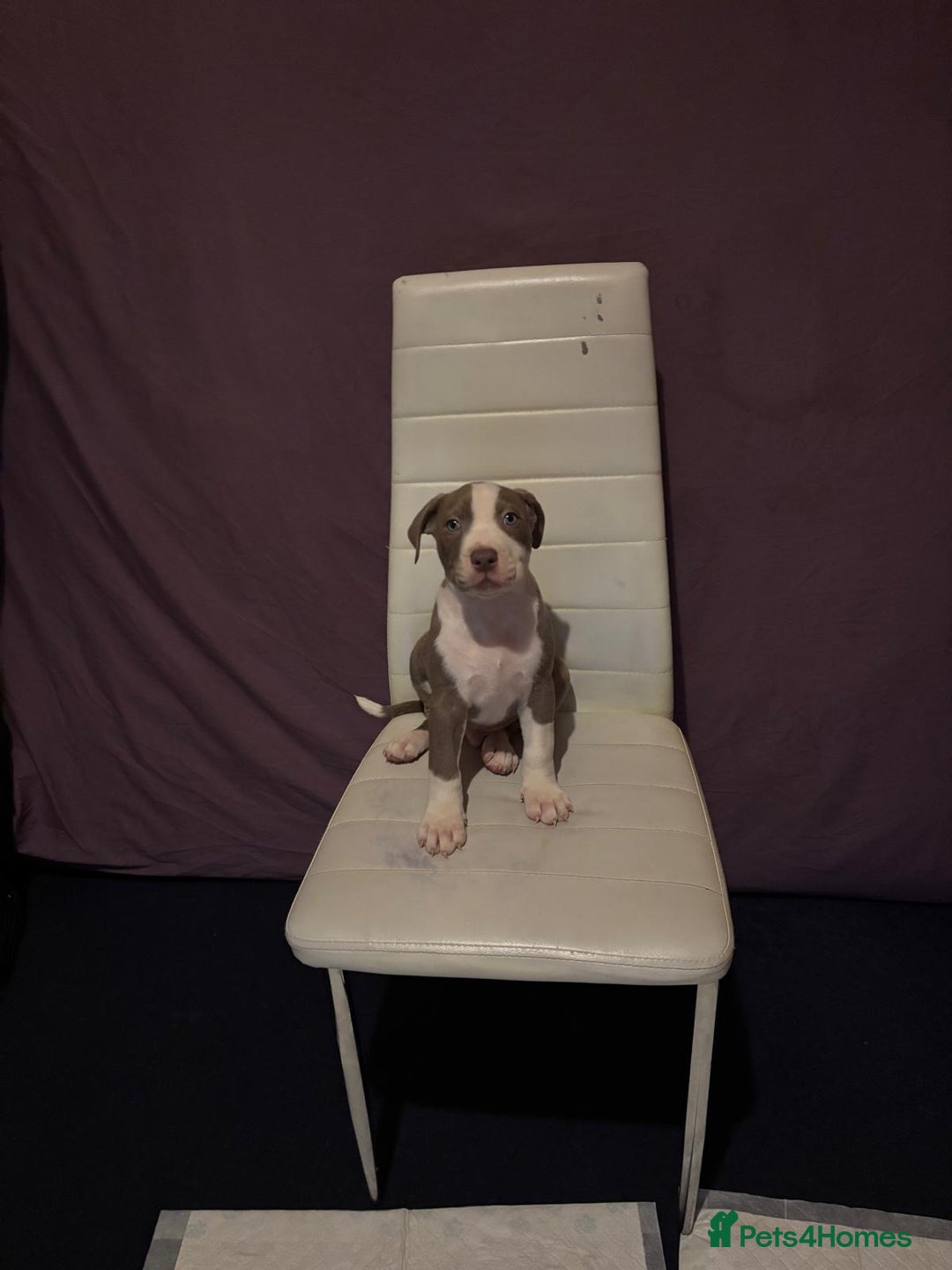 Mixed Breed dogs for sale: Puppy - Advert 3