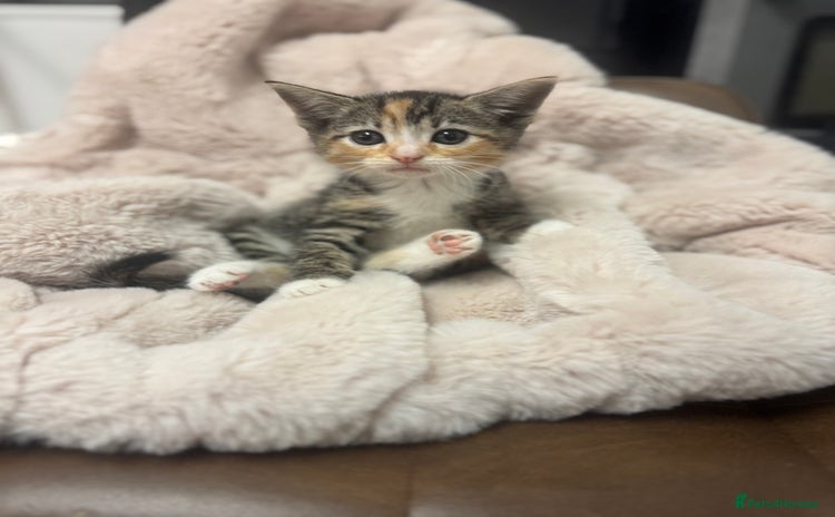 Mixed Breed cats - Advert 2