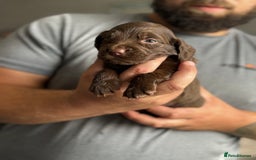 Cockapoo dogs for sale: OUTSTANDING FB1 COCKAPOOS - Image 4