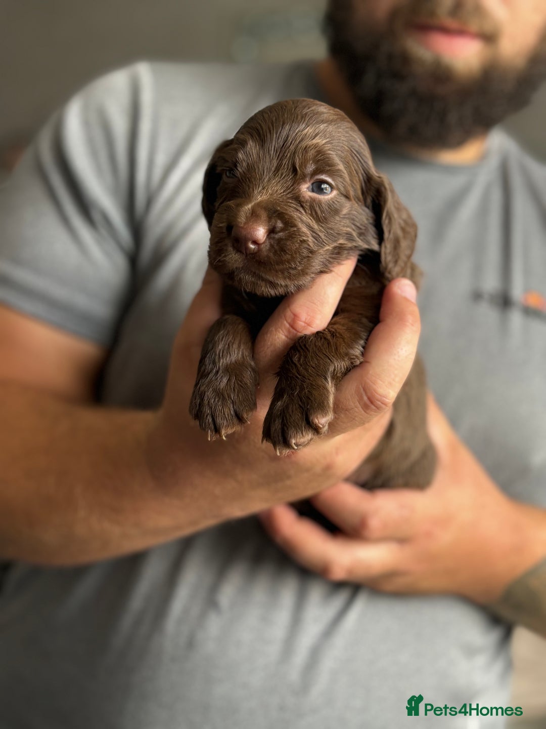 Cockapoo dogs for sale: OUTSTANDING FB1 COCKAPOOS - Image 4