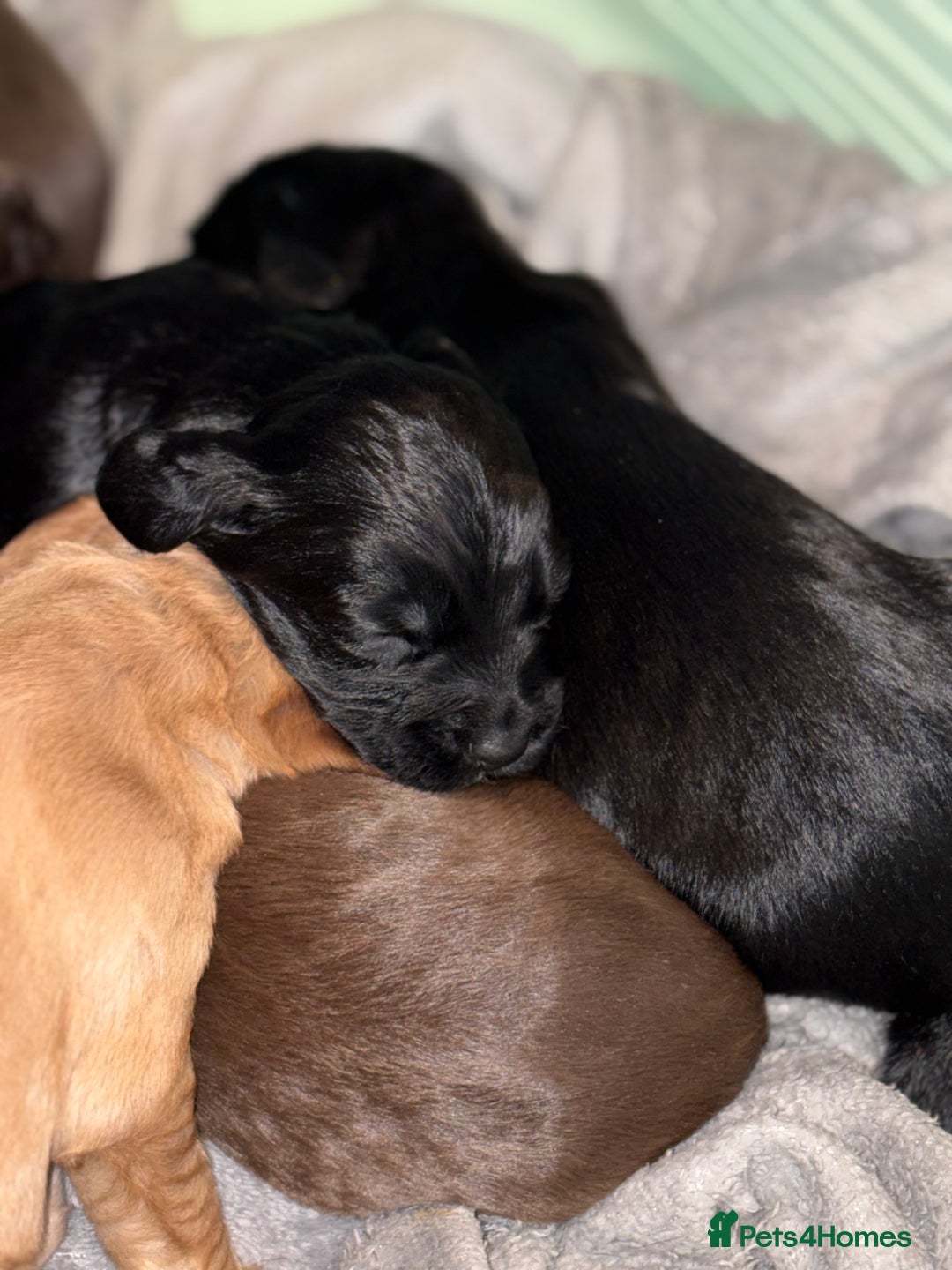 Cocker Spaniel dogs for sale: Cocker spaniel puppies - Image 2