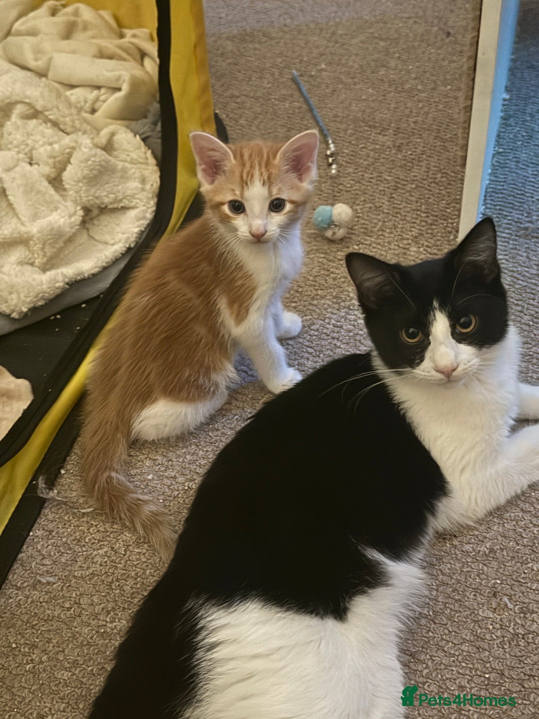 Mixed Breed cats for sale: playful white and black female kittens - Advert 1