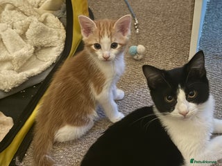 Mixed Breed cats playful white and black female kittens - Advert 17