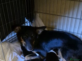Mixed Breed dogs Collie x Kelpie Puppies ready to go 28th December - Advert 1