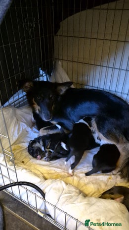 Mixed Breed dogs Collie x Kelpie Puppies ready to go 28th December - Advert 1