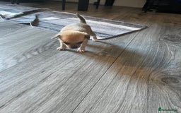 Miniature Pinscher dogs for sale: Miniature pinscher puppys - Advert 13