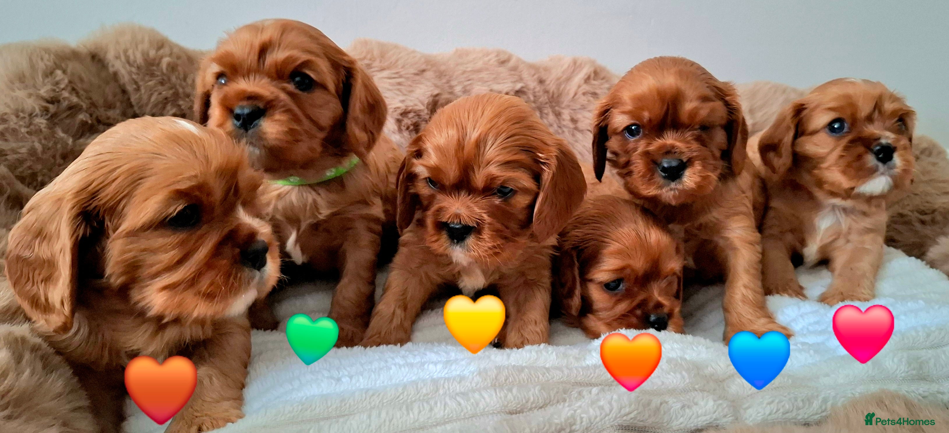 Cavalier King Charles Spaniel dogs 🥇❤️Beautiful Cavalier King Charles Spaniel 🐾⭐️ - Advert 3