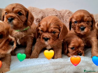 Cavalier King Charles Spaniel dogs 🥇❤️Beautiful Cavalier King Charles Spaniel 🐾⭐️ - Advert 3