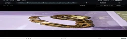 Snake reptiles for sale: Royal Ball Python in Hull - Advert 3