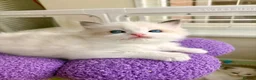 Ragdoll cats for sale: Gorgeous Tica registered Ragdoll  kittens - Advert 3