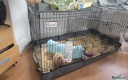 Guinea Pig rodents for sale: For Sale  - Image 1