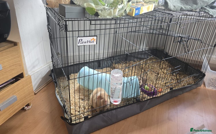 Guinea Pig rodents - Advert 3