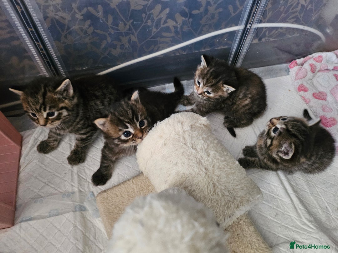 European cats for sale: 4 beautiful kittens looking for the New 🤎 home  - Image 3
