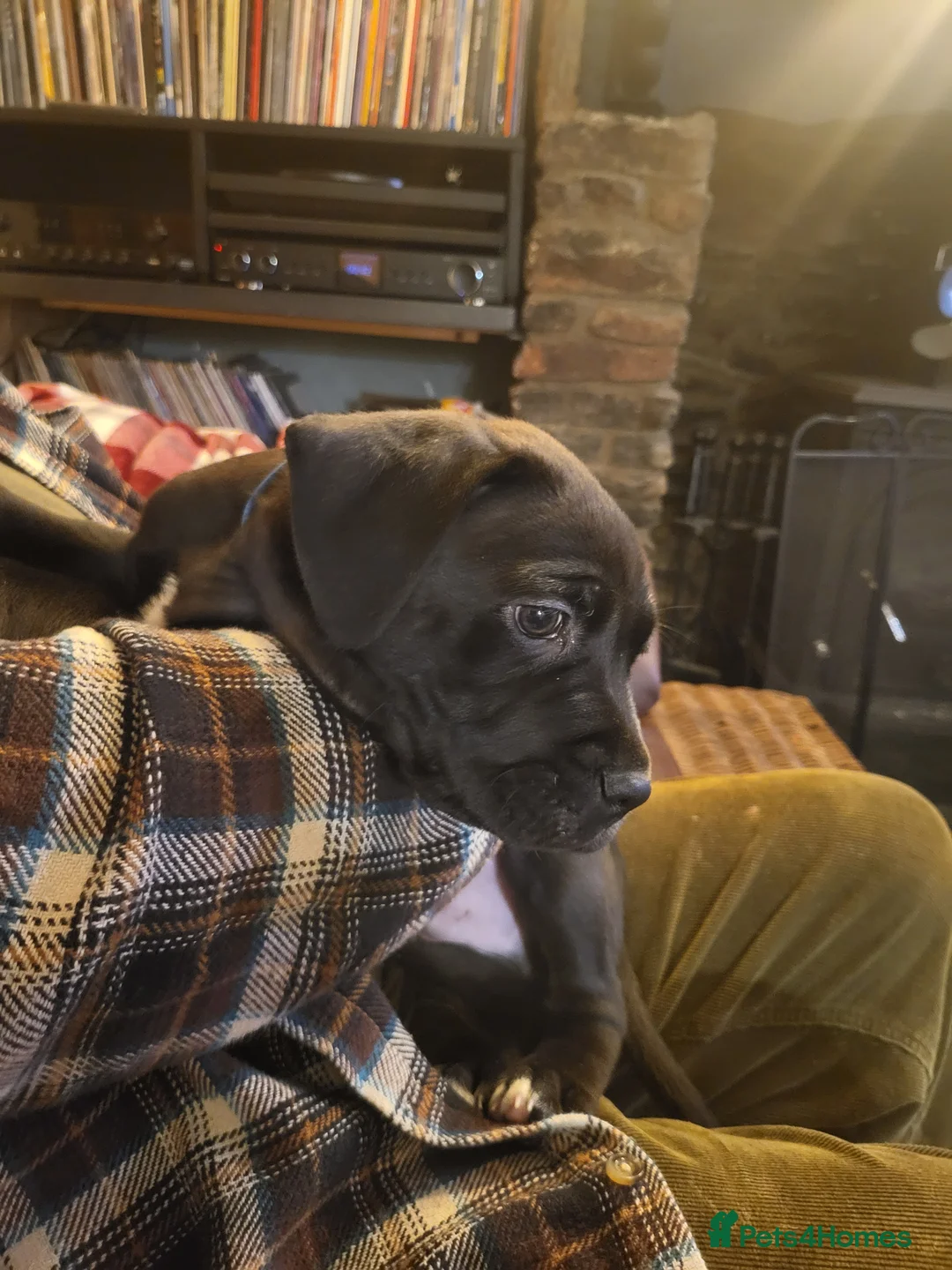 Mixed Breed dogs for sale: Cane Corso X Newfoundland/Labrador Puppies - Advert 15