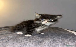 Bengal cats for sale: Four beautiful baby girl kittens  - Image 5