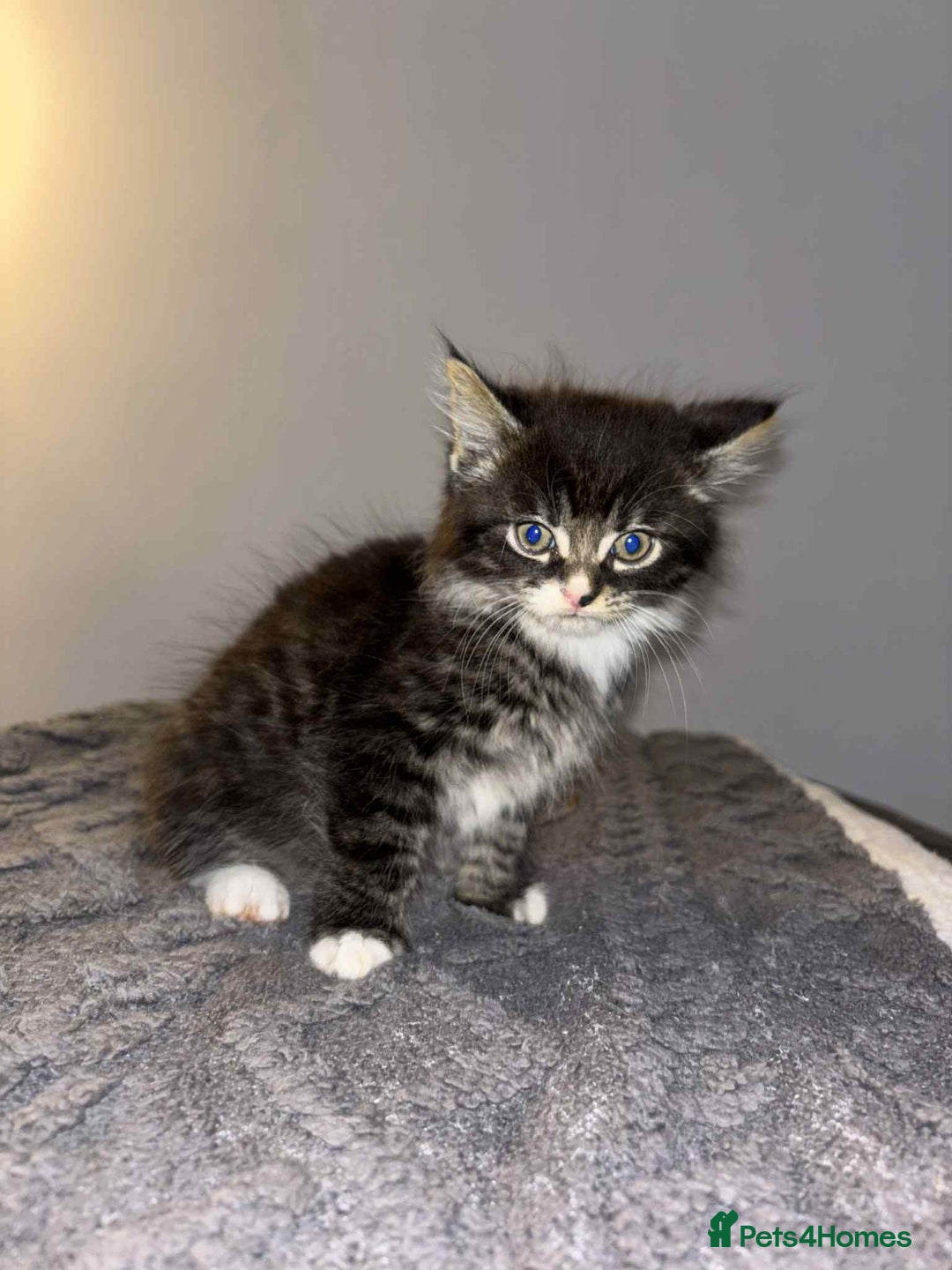 Bengal cats for sale: Four beautiful baby girl kittens  - Image 5