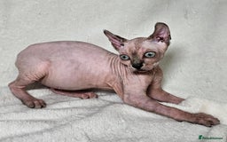 Sphynx cats for sale: Charming Tortie Kitten with TICA is ready now! - Image 4