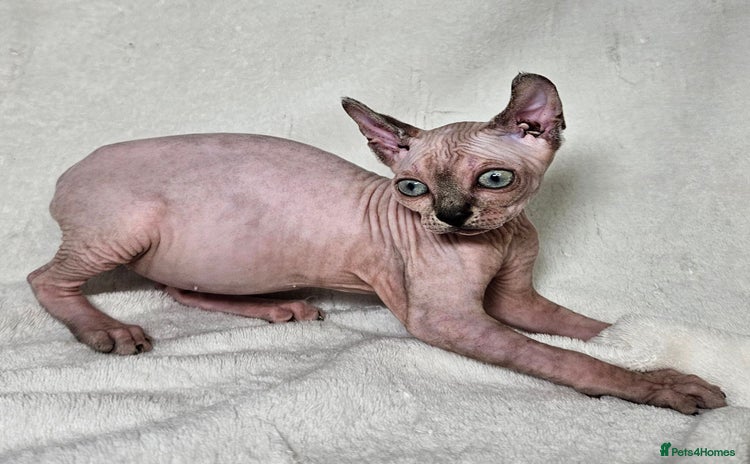 Sphynx cats - Advert 4