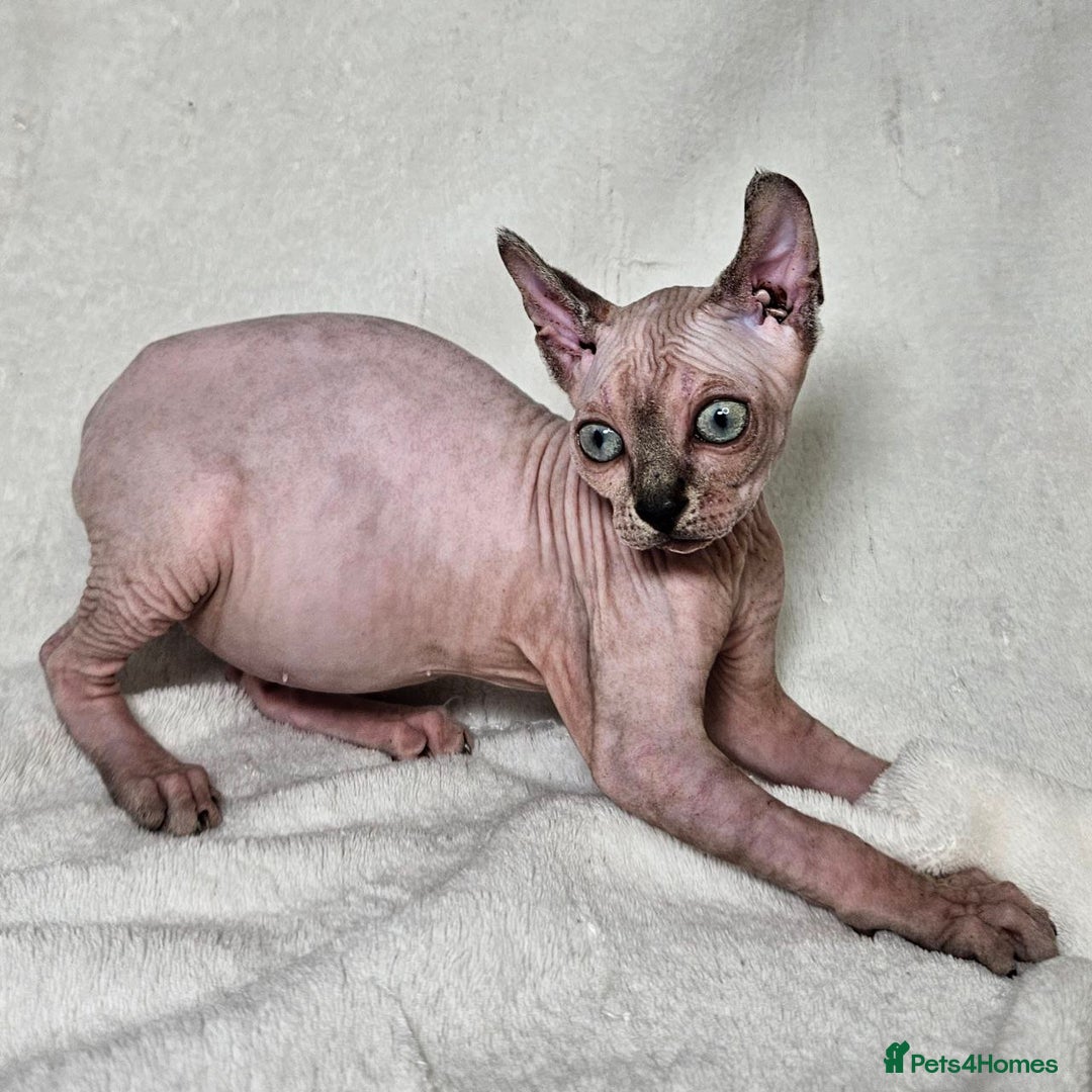 Sphynx cats for sale: Charming Tortie Kitten with TICA is ready now! - Image 4