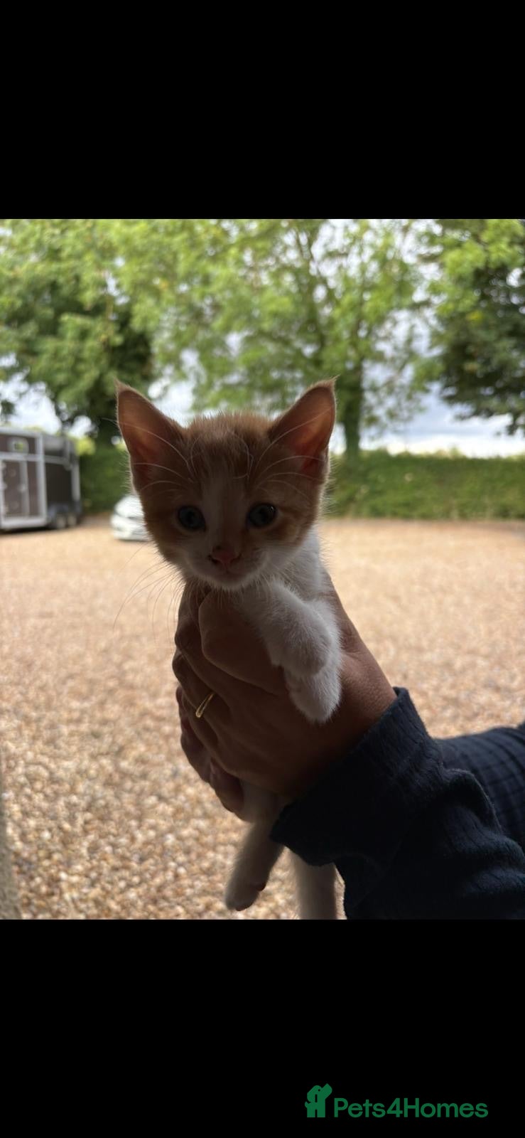 Mixed Breed cats 2 lovely boys ready to go 😍 - Advert 2