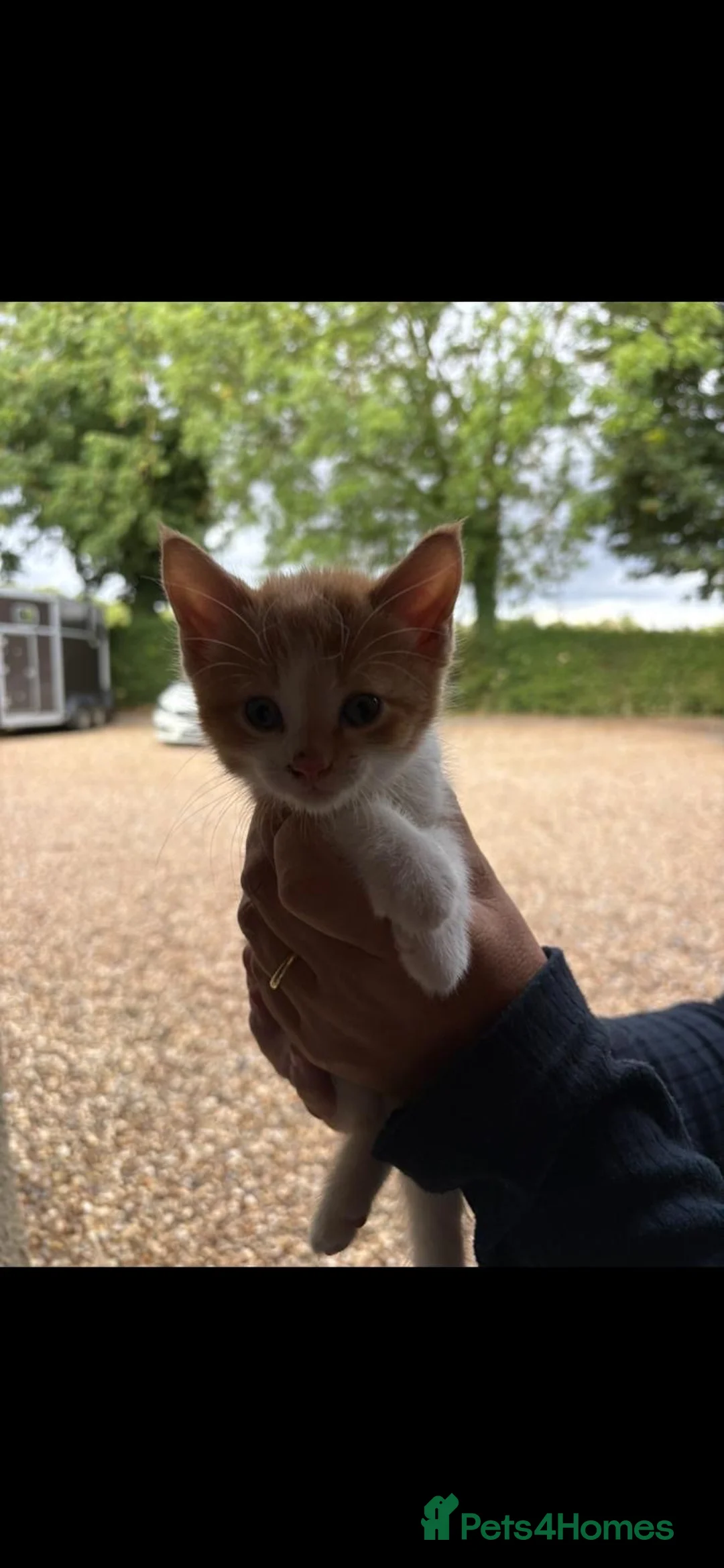 Mixed Breed cats for sale: 2 lovely boys ready to go 😍 - Advert 1