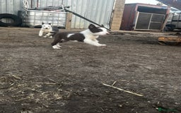 Border Collie dogs for sale: 2 beautiful border collie bitches  - Image 6