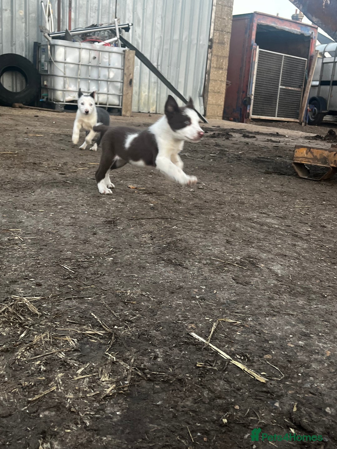 Border Collie dogs for sale: 2 beautiful border collie bitches  - Image 6