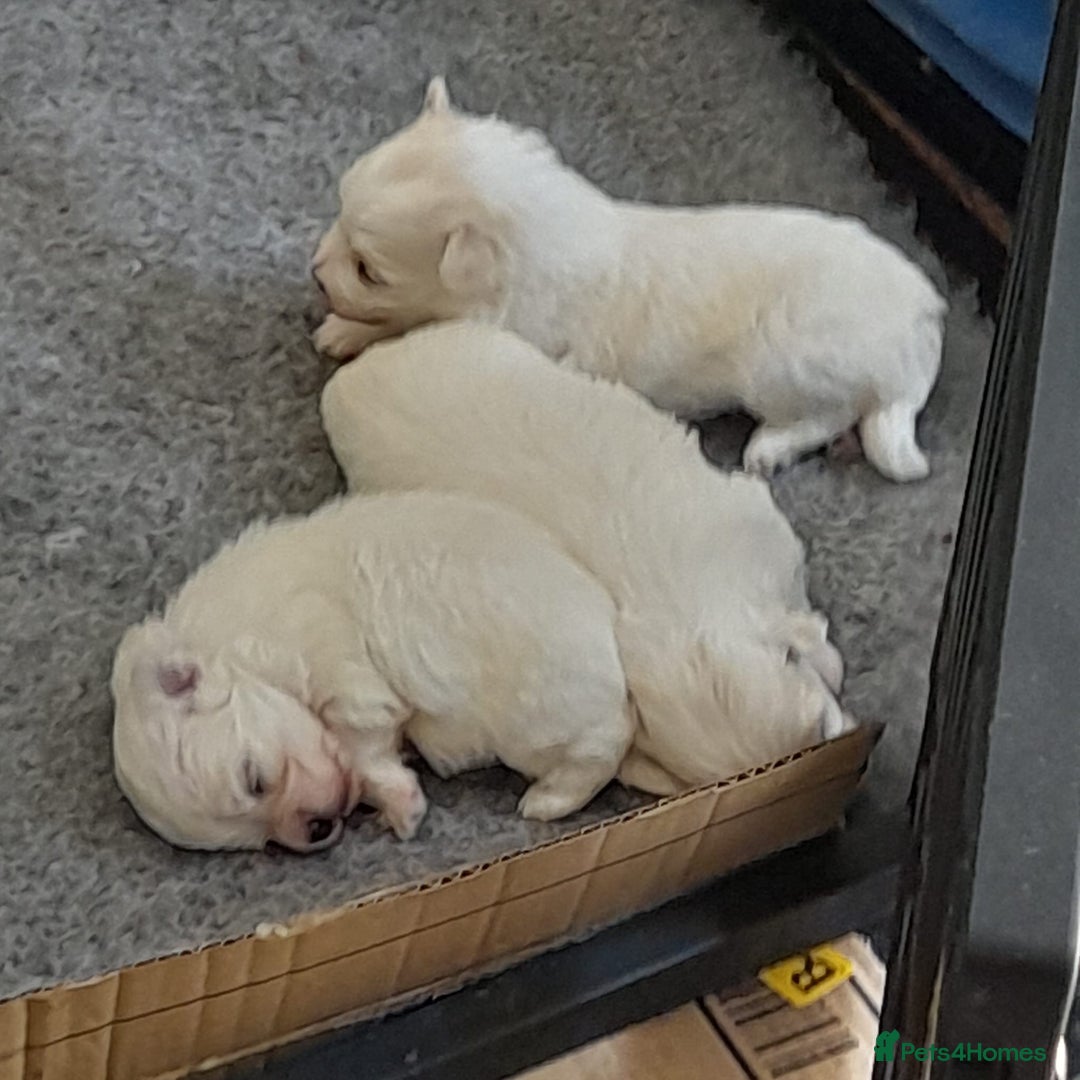 Maltese dogs for sale: Beautiful Maltese puppies ready to go. - Image 17