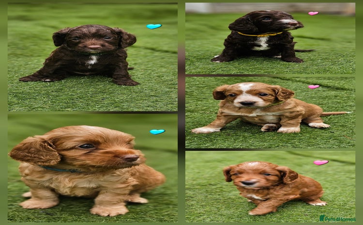 Cockapoo dogs - Advert 14