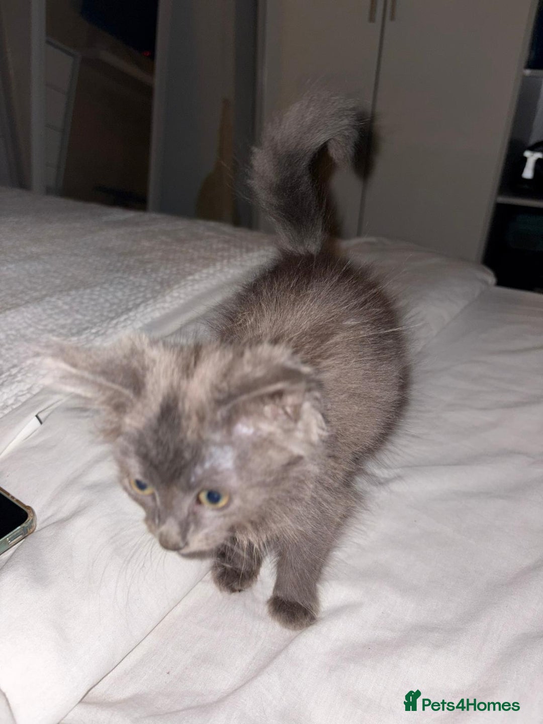 Mixed Breed cats for sale: 4 month old male long haired mixed - Advert 3